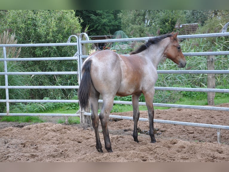 American Quarter Horse Castrone 2 Anni 150 cm Baio roano in Bückeburg Evesen