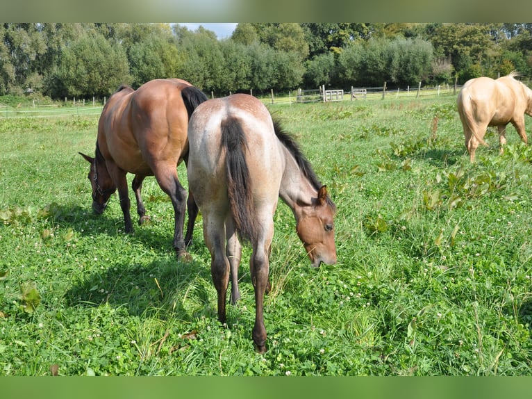 American Quarter Horse Castrone 2 Anni 150 cm Baio roano in Bückeburg Evesen