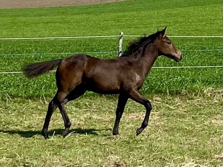 American Quarter Horse Castrone 2 Anni 150 cm Baio scuro in Eglfing