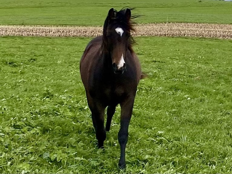 American Quarter Horse Castrone 2 Anni 150 cm Baio scuro in Eglfing