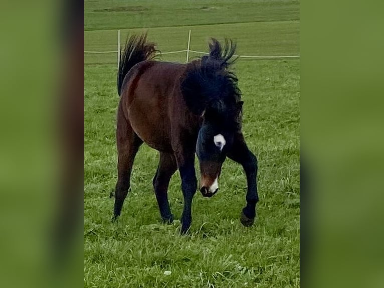 American Quarter Horse Castrone 2 Anni 150 cm Baio scuro in Eglfing