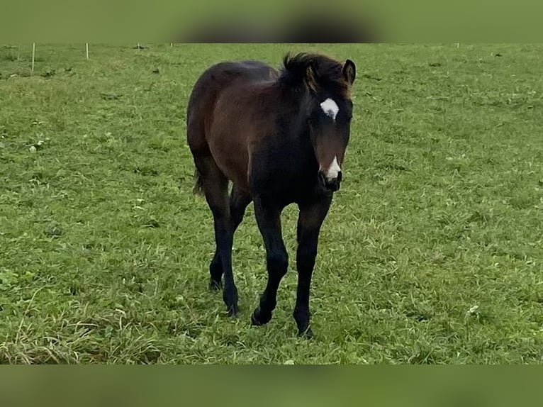 American Quarter Horse Castrone 2 Anni 150 cm Baio scuro in Eglfing