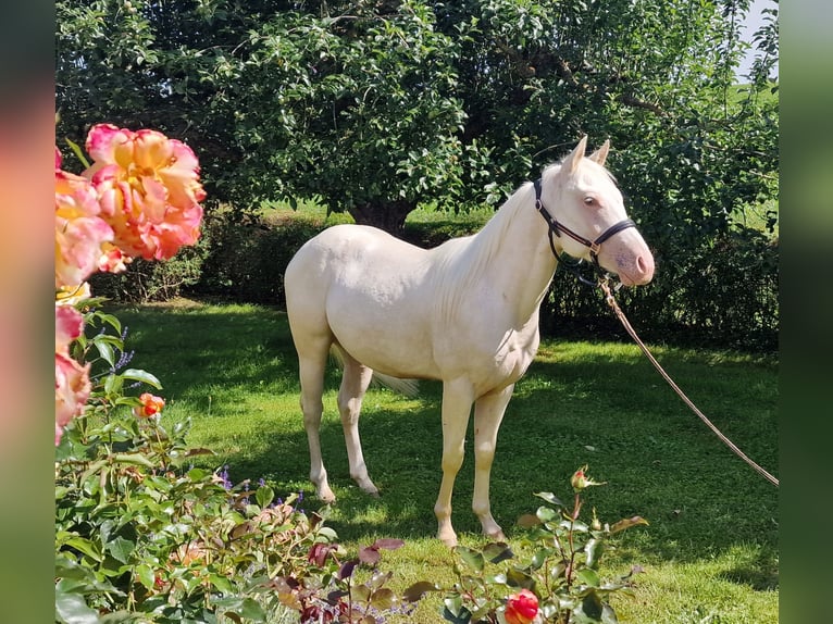 American Quarter Horse Castrone 2 Anni 150 cm Champagne in Au in der Hallertau