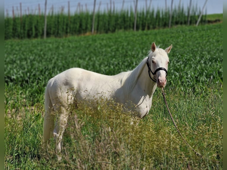 American Quarter Horse Castrone 2 Anni 150 cm Champagne in Au in der Hallertau