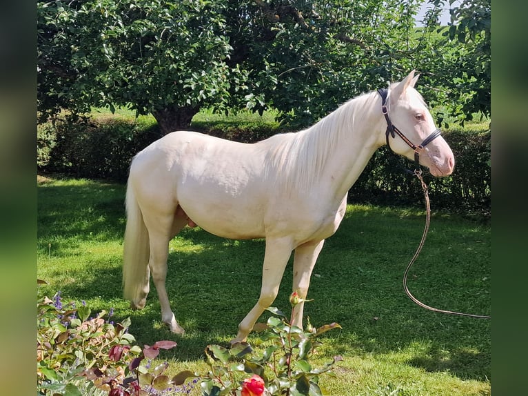 American Quarter Horse Castrone 2 Anni 150 cm Champagne in Au in der Hallertau