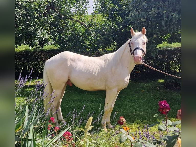 American Quarter Horse Castrone 2 Anni 150 cm Champagne in Au in der Hallertau