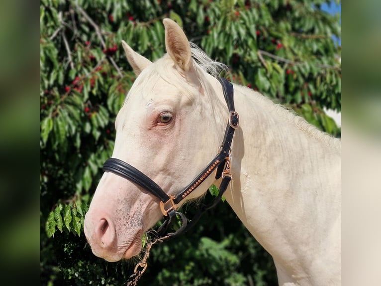 American Quarter Horse Castrone 2 Anni 150 cm Champagne in Au in der Hallertau