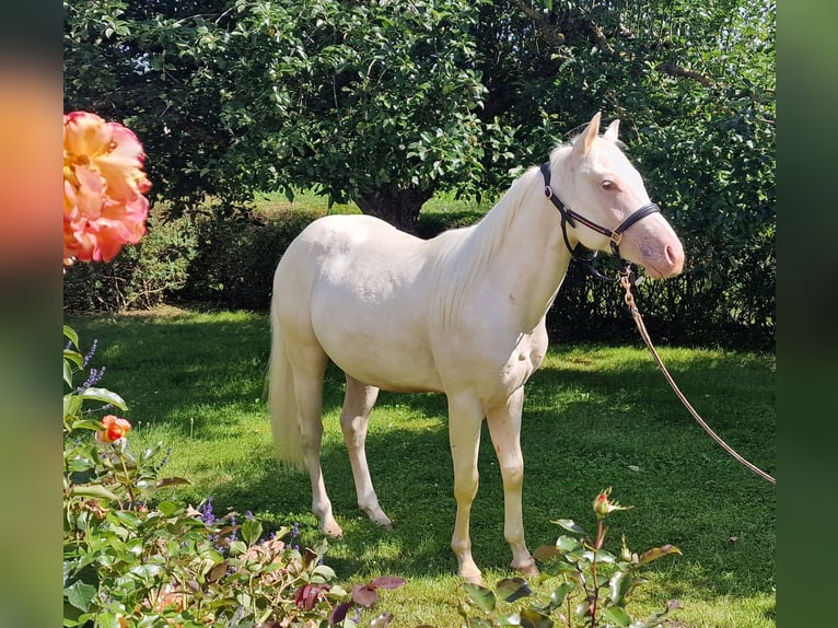 American Quarter Horse Castrone 2 Anni 150 cm Champagne in Au in der Hallertau