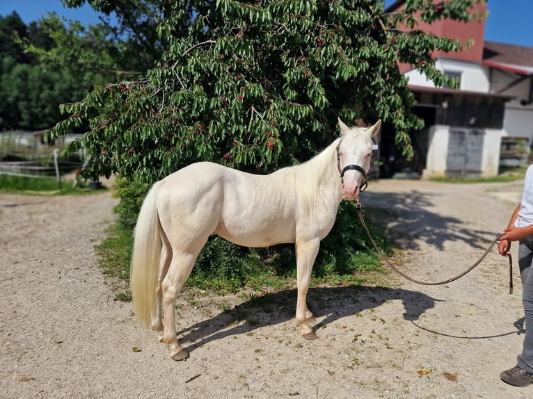 American Quarter Horse Castrone 2 Anni 150 cm Champagne in Au in der Hallertau