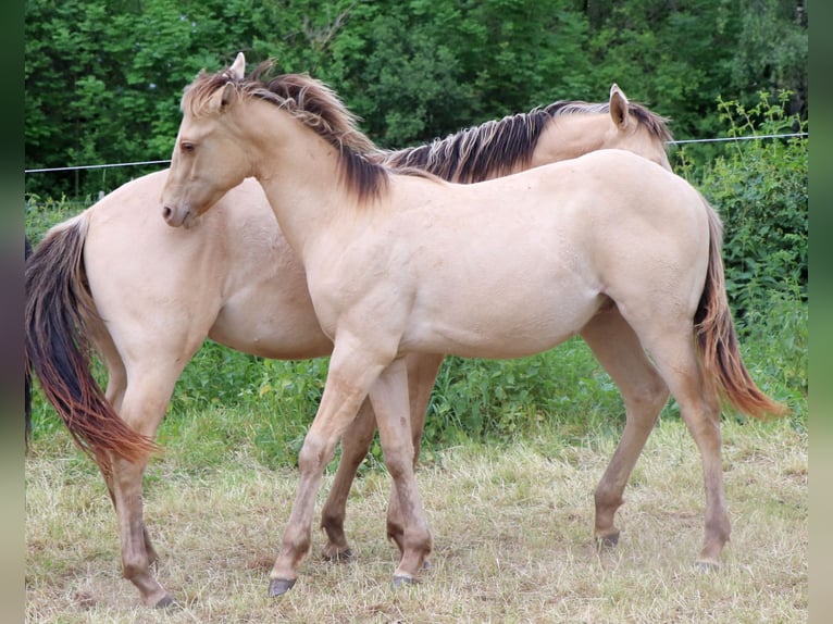 American Quarter Horse Castrone 2 Anni 150 cm Champagne in Müglitztal