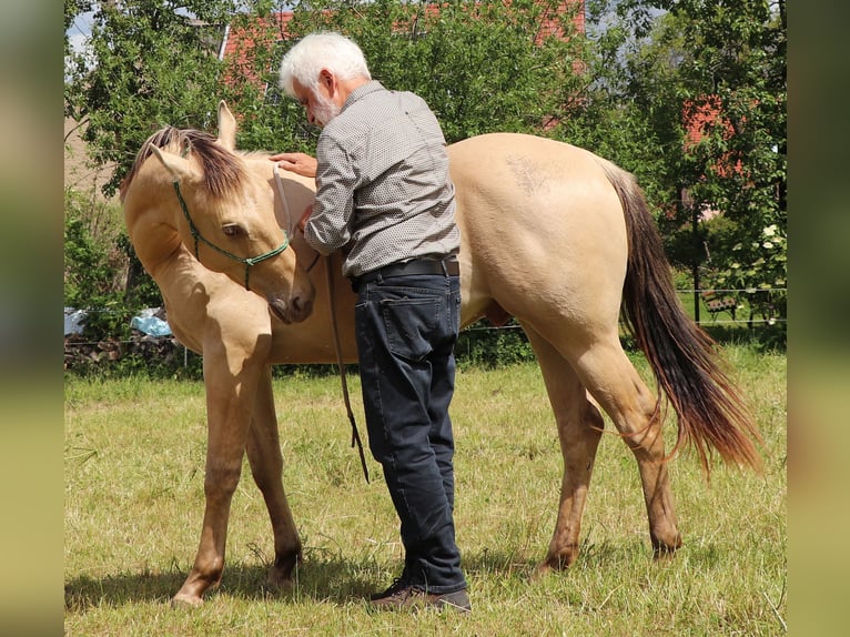 American Quarter Horse Castrone 2 Anni 150 cm Champagne in Müglitztal