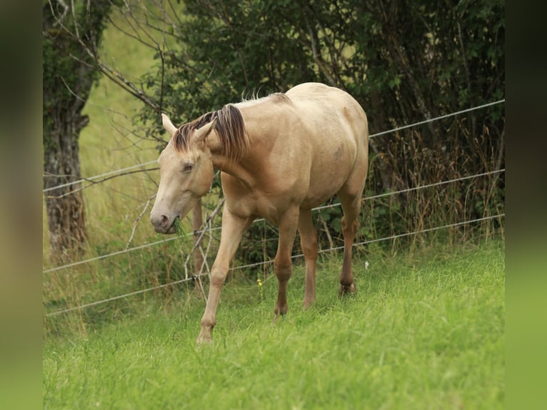 American Quarter Horse Mix Castrone 2 Anni 150 cm Champagne in Küssaberg