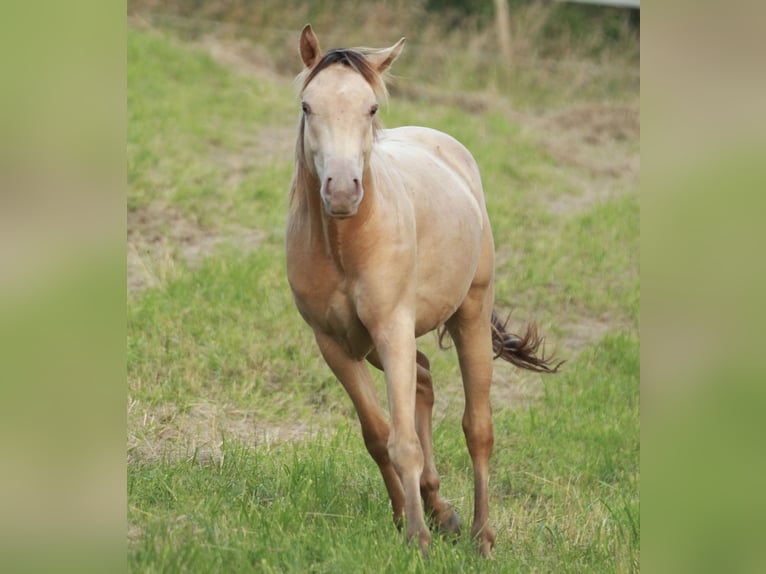 American Quarter Horse Mix Castrone 2 Anni 150 cm Champagne in Küssaberg