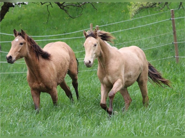 American Quarter Horse Mix Castrone 2 Anni 150 cm Champagne in Küssaberg