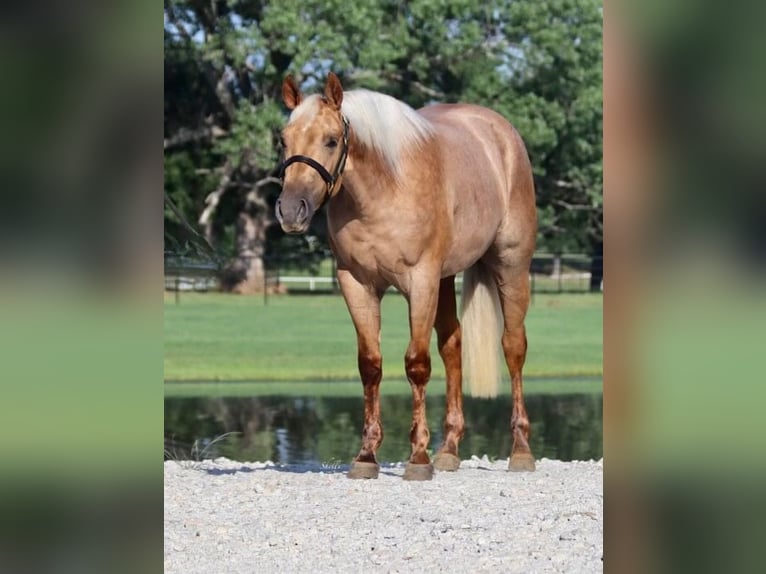 American Quarter Horse Castrone 2 Anni 150 cm Palomino in Aubrey TX