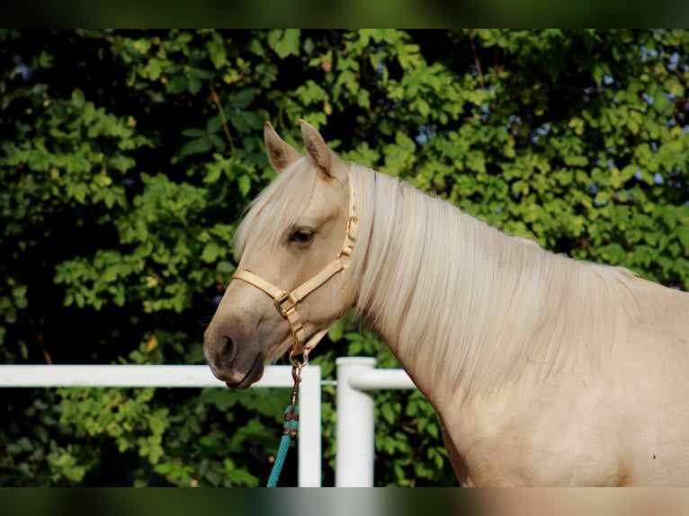 American Quarter Horse Castrone 2 Anni 150 cm Palomino in Stade