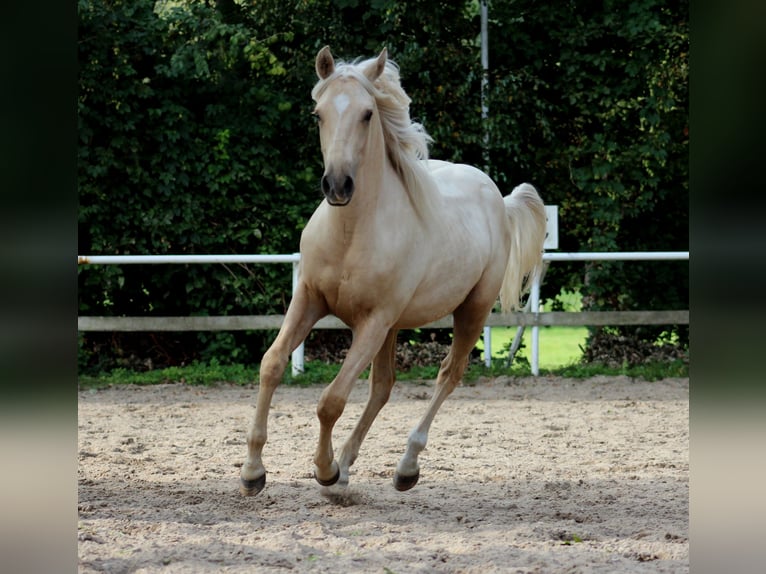 American Quarter Horse Castrone 2 Anni 150 cm Palomino in Stade