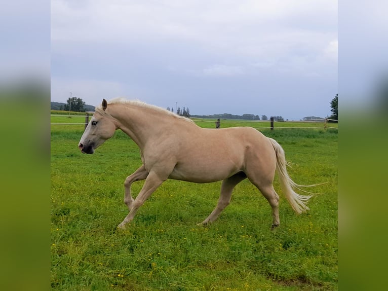 American Quarter Horse Castrone 2 Anni 150 cm Palomino in Stade