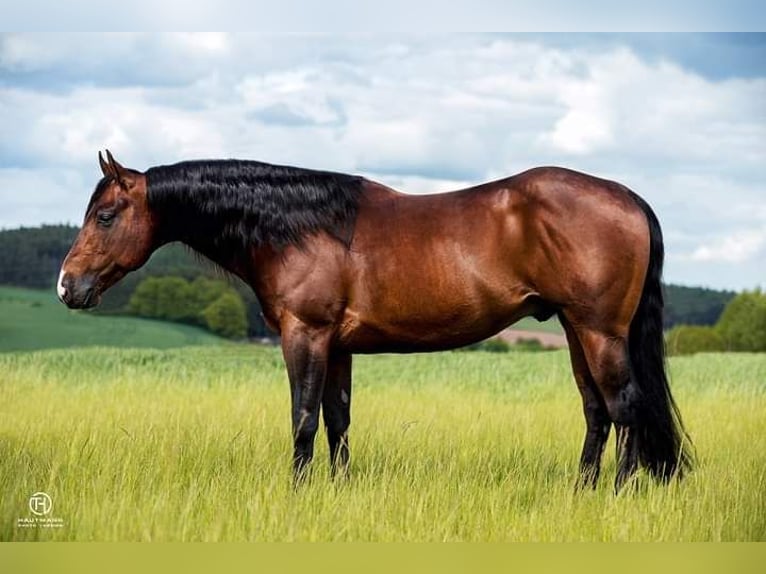 American Quarter Horse Castrone 2 Anni 150 cm Palomino in Stade