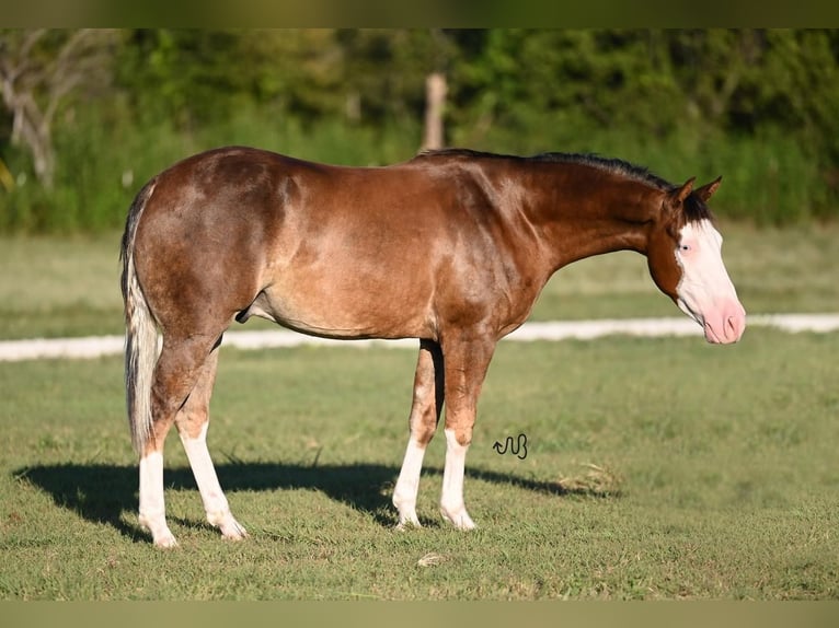 American Quarter Horse Castrone 2 Anni 150 cm Palomino in Waco, TX