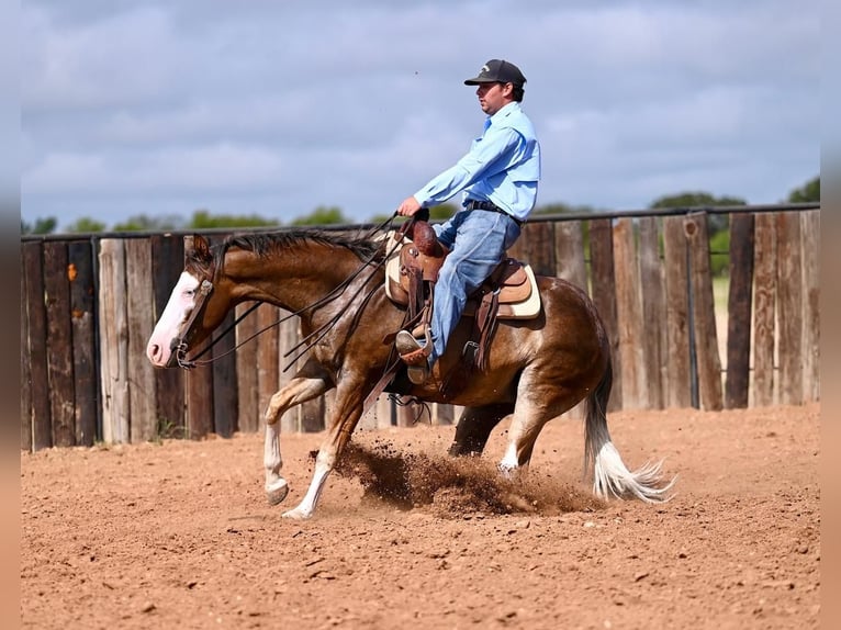 American Quarter Horse Castrone 2 Anni 150 cm Palomino in Waco, TX