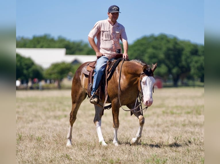 American Quarter Horse Castrone 2 Anni 150 cm Palomino in Waco, TX