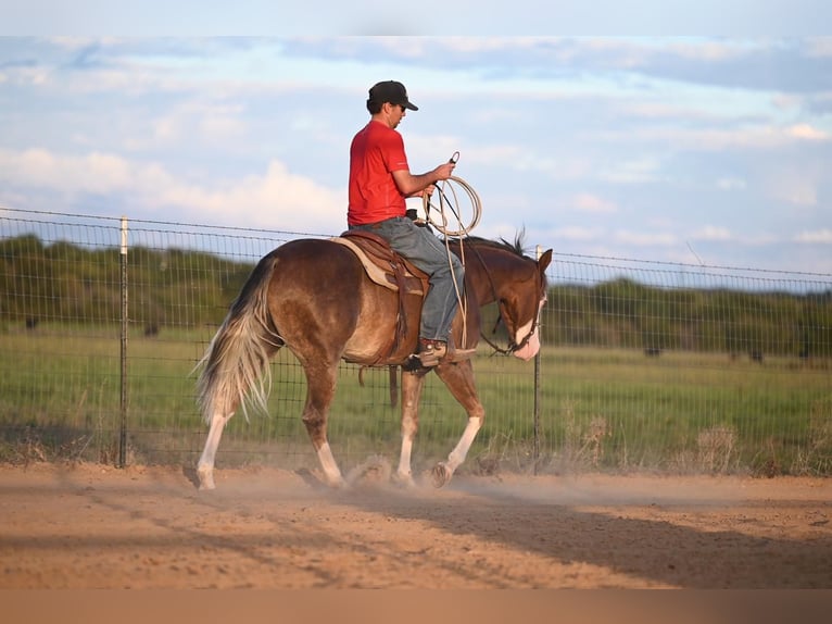 American Quarter Horse Castrone 2 Anni 150 cm Palomino in Waco, TX