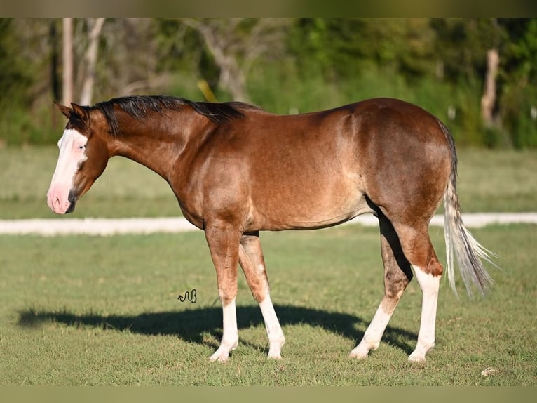 American Quarter Horse Castrone 2 Anni 150 cm Palomino in Waco, TX