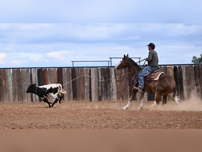 American Quarter Horse Castrone 2 Anni 150 cm Palomino in Waco, TX