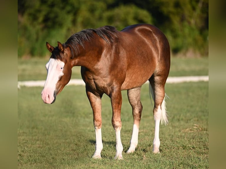 American Quarter Horse Castrone 2 Anni 150 cm Palomino in Waco, TX