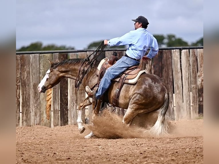 American Quarter Horse Castrone 2 Anni 150 cm Palomino in Waco, TX