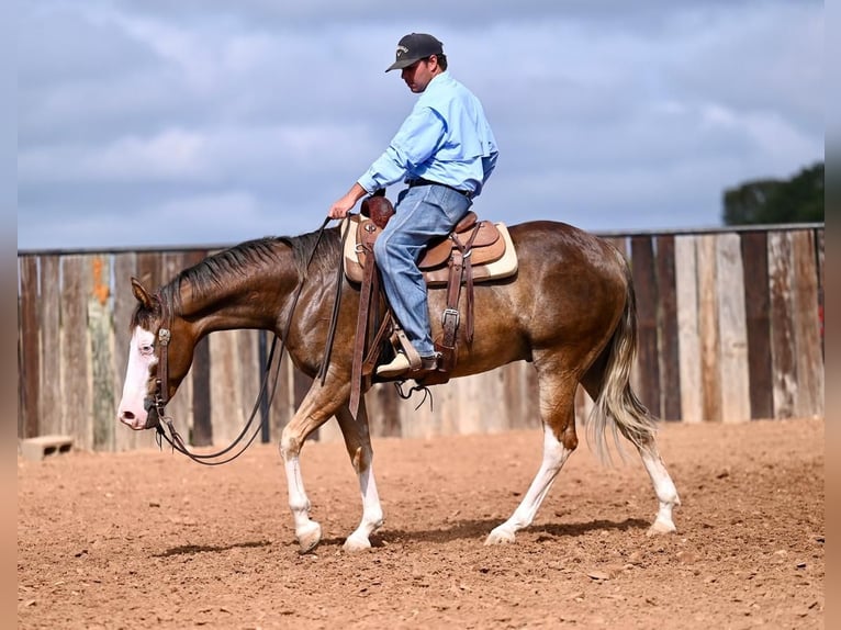 American Quarter Horse Castrone 2 Anni 150 cm Palomino in Waco, TX