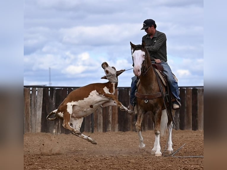 American Quarter Horse Castrone 2 Anni 150 cm Palomino in Waco, TX