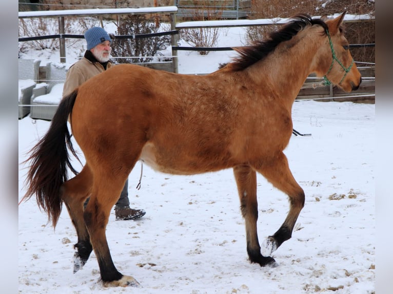 American Quarter Horse Castrone 2 Anni 150 cm Pelle di daino in Müglitztal