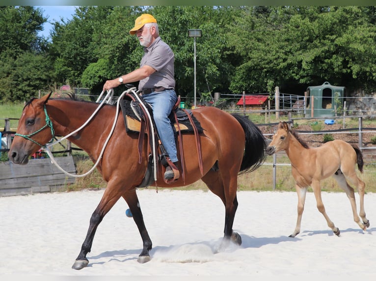 American Quarter Horse Castrone 2 Anni 150 cm Pelle di daino in Müglitztal