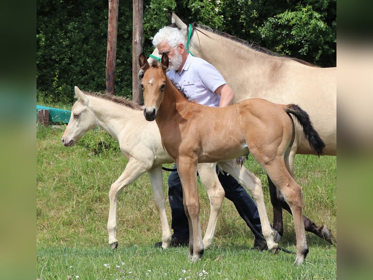 American Quarter Horse Castrone 2 Anni 150 cm Pelle di daino in Müglitztal