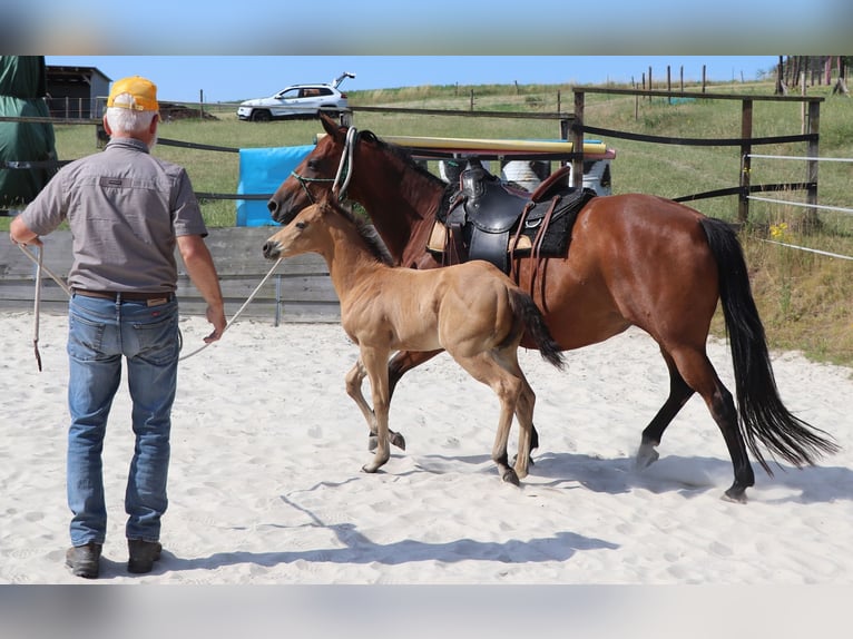 American Quarter Horse Castrone 2 Anni 150 cm Pelle di daino in Müglitztal