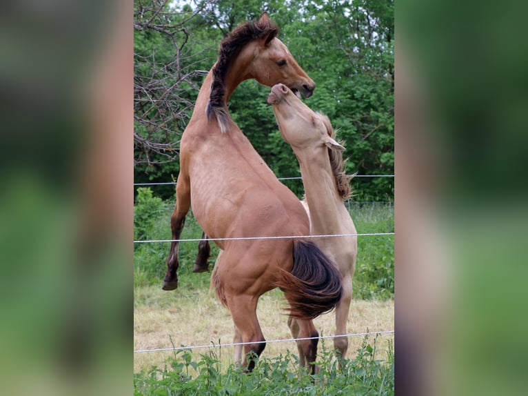 American Quarter Horse Castrone 2 Anni 150 cm Pelle di daino in Müglitztal