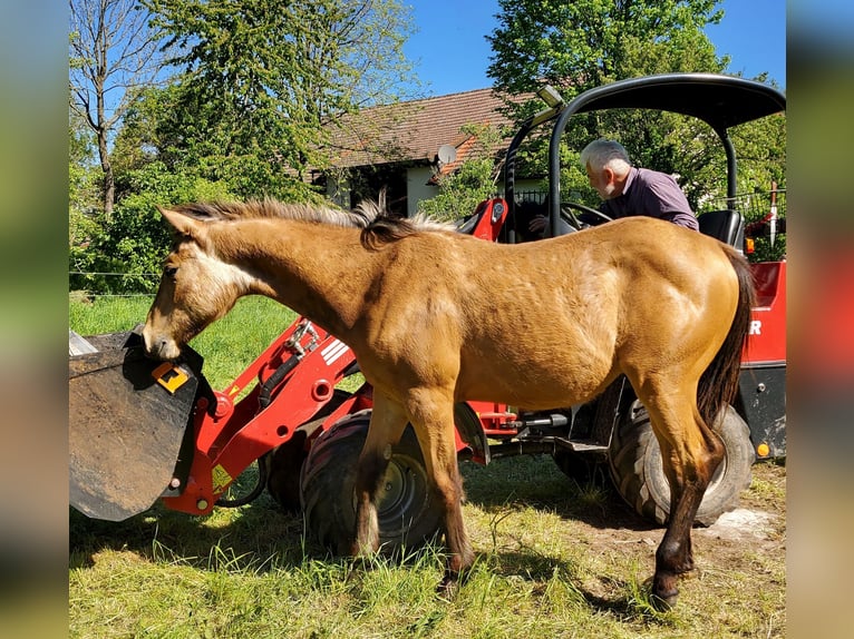 American Quarter Horse Castrone 2 Anni 150 cm Pelle di daino in Müglitztal