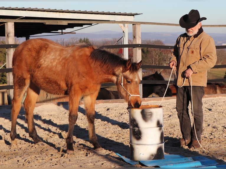 American Quarter Horse Castrone 2 Anni 150 cm Pelle di daino in Müglitztal