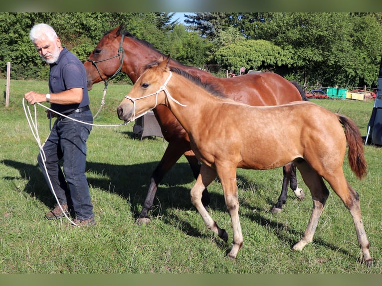 American Quarter Horse Castrone 2 Anni 150 cm Pelle di daino in Müglitztal