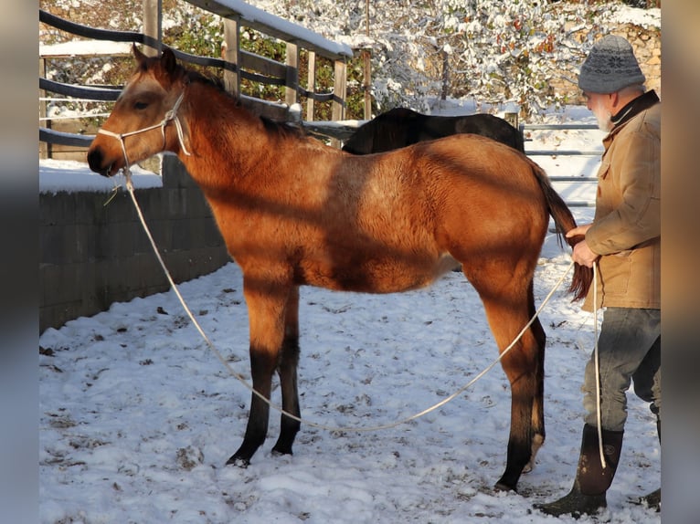 American Quarter Horse Castrone 2 Anni 150 cm Pelle di daino in Müglitztal