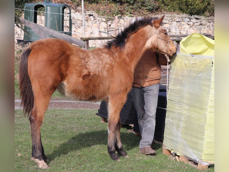 American Quarter Horse Castrone 2 Anni 150 cm Pelle di daino in Müglitztal