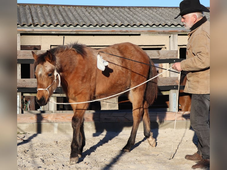 American Quarter Horse Castrone 2 Anni 150 cm Pelle di daino in Müglitztal