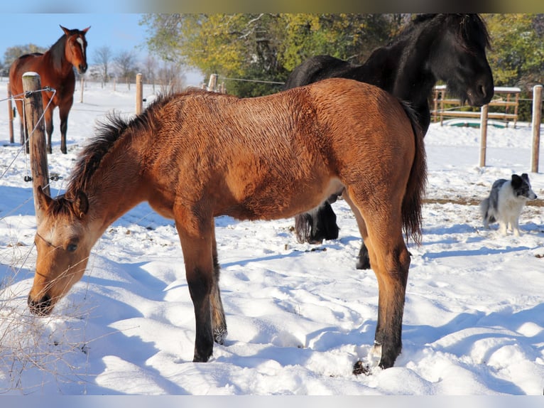 American Quarter Horse Castrone 2 Anni 150 cm Pelle di daino in Müglitztal