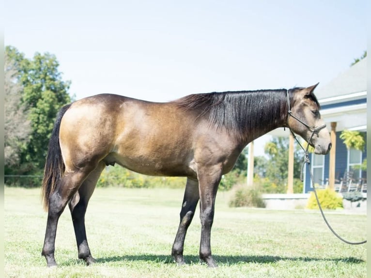American Quarter Horse Castrone 2 Anni 150 cm Pelle di daino in Greenville KY