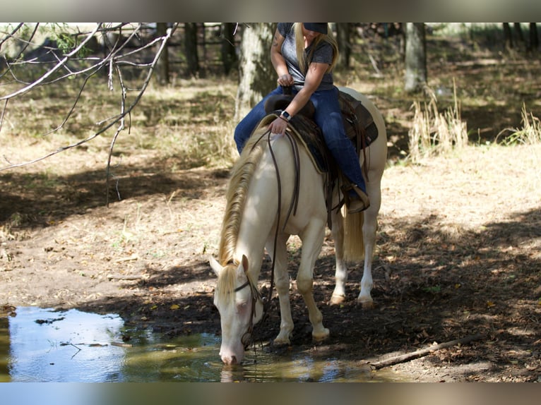 American Quarter Horse Castrone 2 Anni 150 cm Perlino in Collinsville, TX