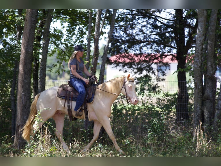 American Quarter Horse Castrone 2 Anni 150 cm Perlino in Collinsville, TX