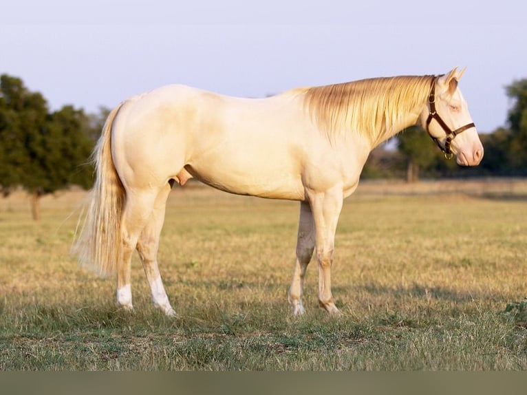 American Quarter Horse Castrone 2 Anni 150 cm Perlino in Collinsville, TX