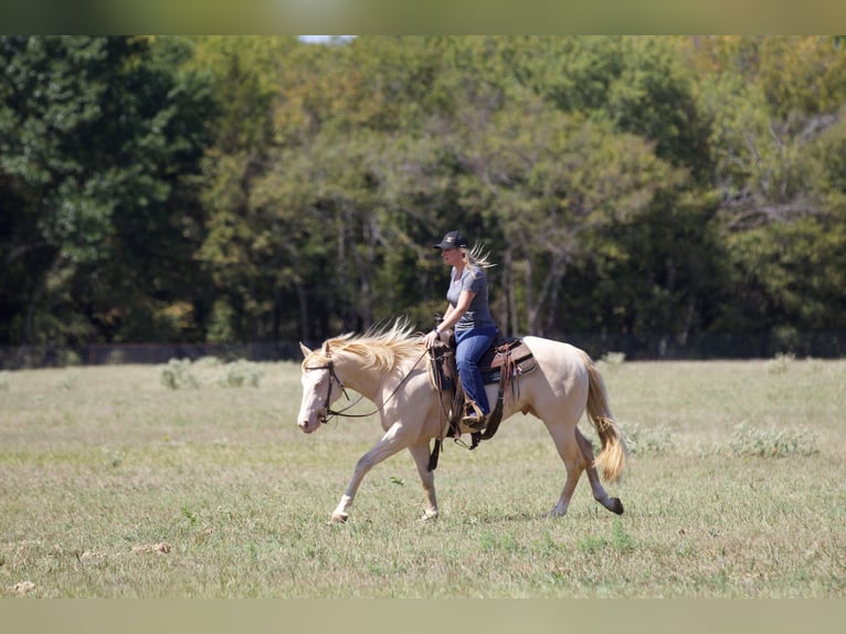 American Quarter Horse Castrone 2 Anni 150 cm Perlino in Collinsville, TX